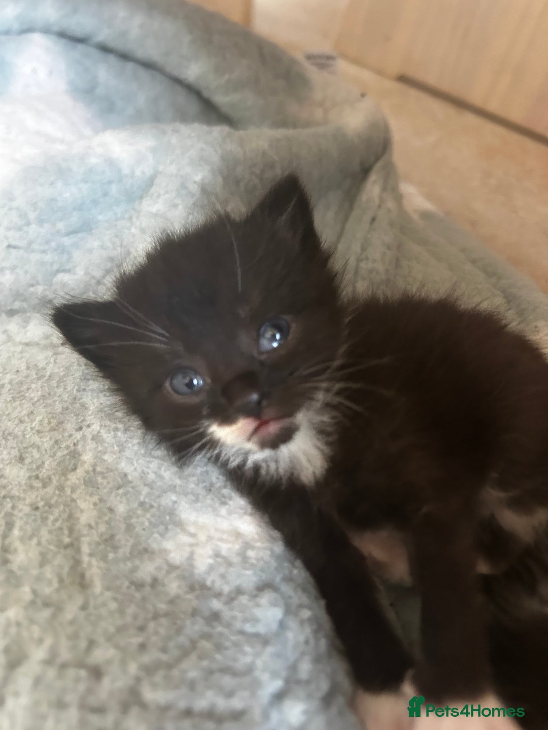 Mixed Breed cats for sale: Mixed breed kittens- Grey & white males and Tuxedo - Image 6