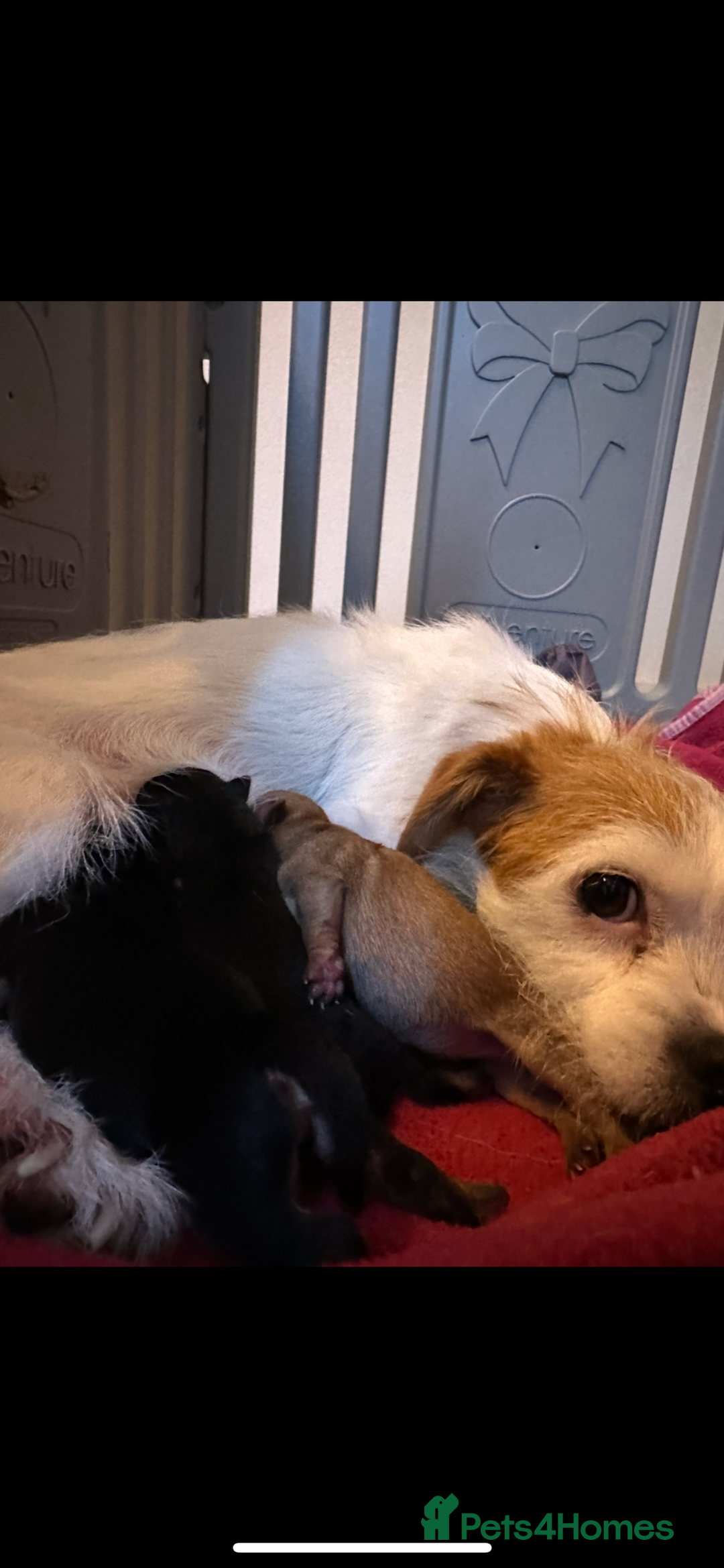 Jack Russell dogs for sale: Jack Russel puppies ready now! Dob is wrong - Image 2