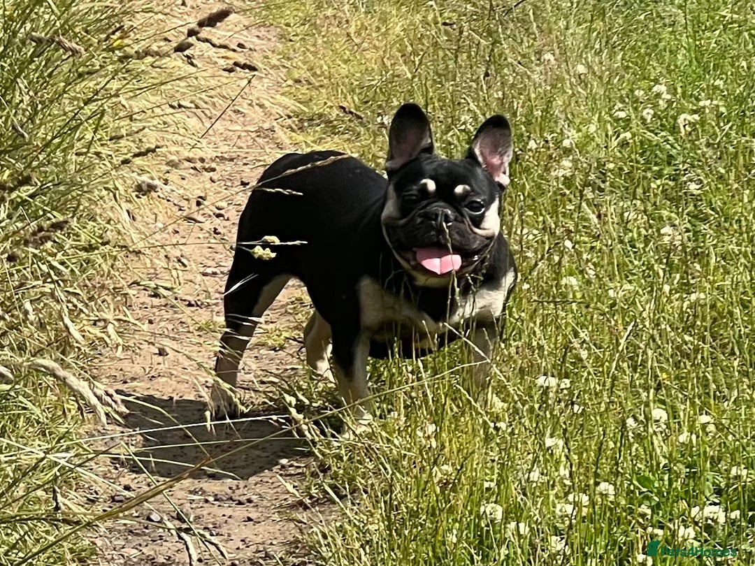 French Bulldog dogs for sale: Champion Sired Fawn / red fawn French bulldogs - Advert 15