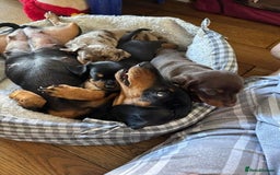 Miniature Dachshund dogs for sale: Miniature Dachshund Puppies  - Image 6