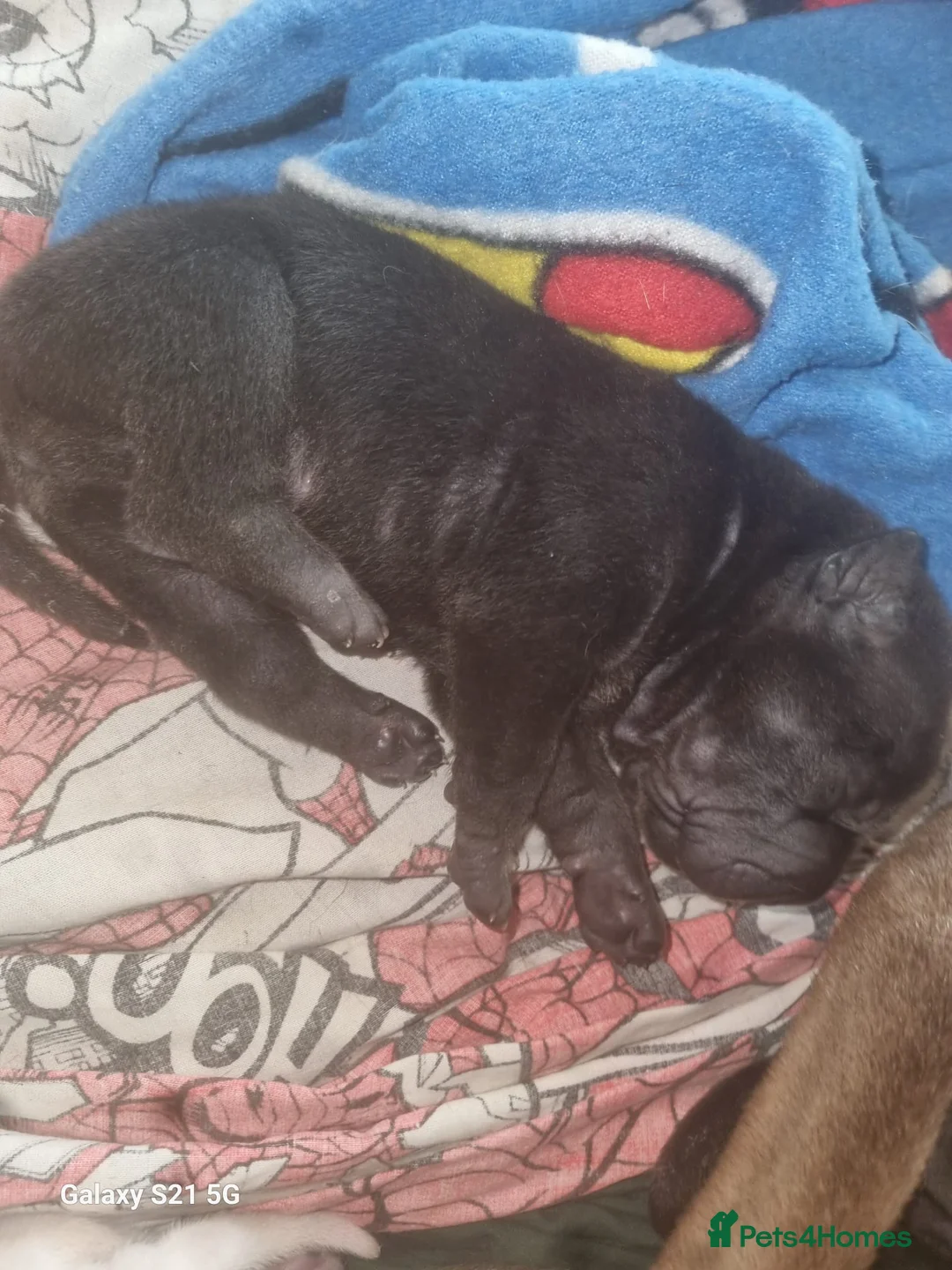 Shar Pei dogs for sale: 7 beautiful shar pei pups  - Advert 2