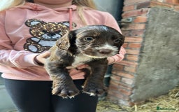 Sprocker dogs for sale: Beautiful F1 Sprockers - Image 8