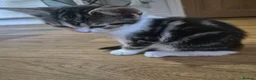 Mixed Breed cats for sale: Kittens for sale - Advert 5