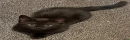 Mixed Breed cats for sale: Black kitten in Dover - Advert 5