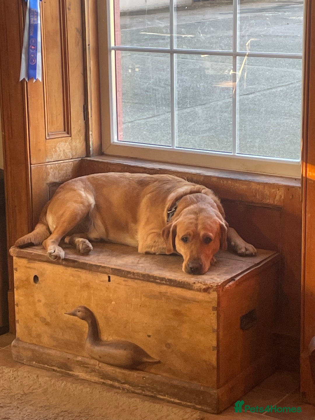 Labrador Retriever dogs for sale: Black Labrador puppies - Advert 12