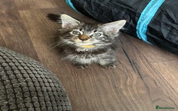 Maine Coon cats for sale: Stunning mainecoons  - Image 16