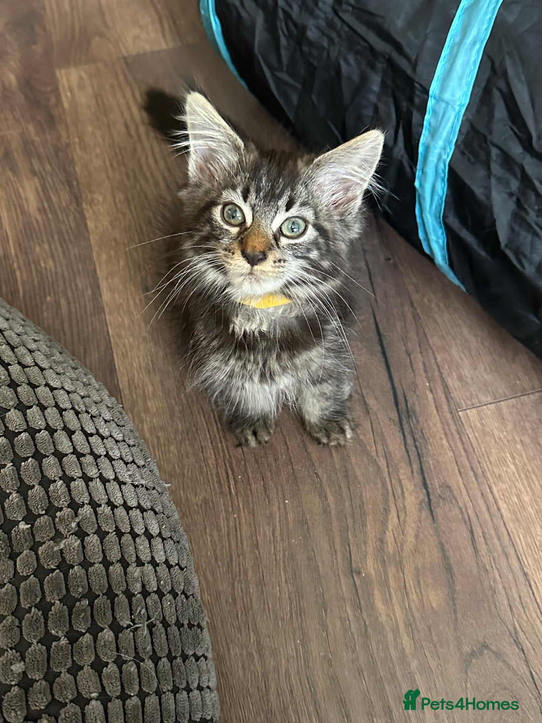 Maine Coon cats for sale: Stunning mainecoons  - Image 16