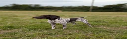 German Shorthaired Pointer dogs for sale: 3 beautiful German pointers!! - Advert 5