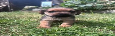 Mixed Breed Puppy 1