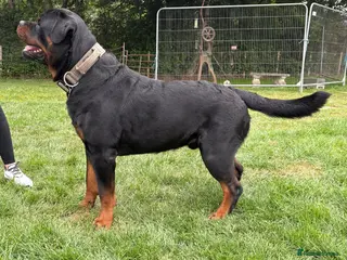 Rottweiler dogs ROTTWEILER AVAILABLE FOR STUD - Advert 3