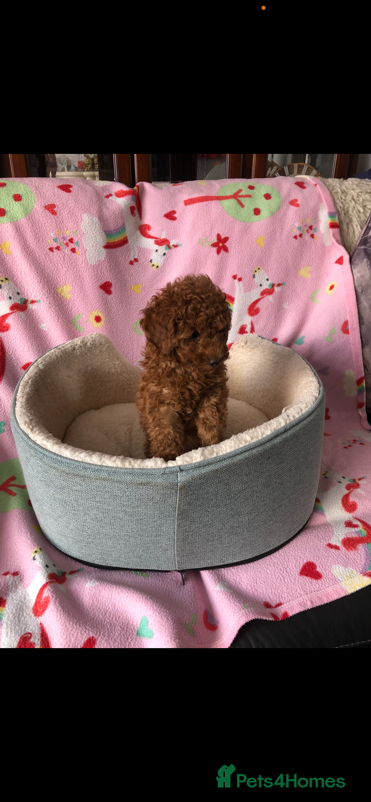 Toy Poodle dogs X Stunning DEEP RED Toy Poodles puppy  - Advert 9