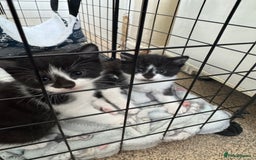 Domestic Shorthair cats for sale: Three black and white kittens - Image 5
