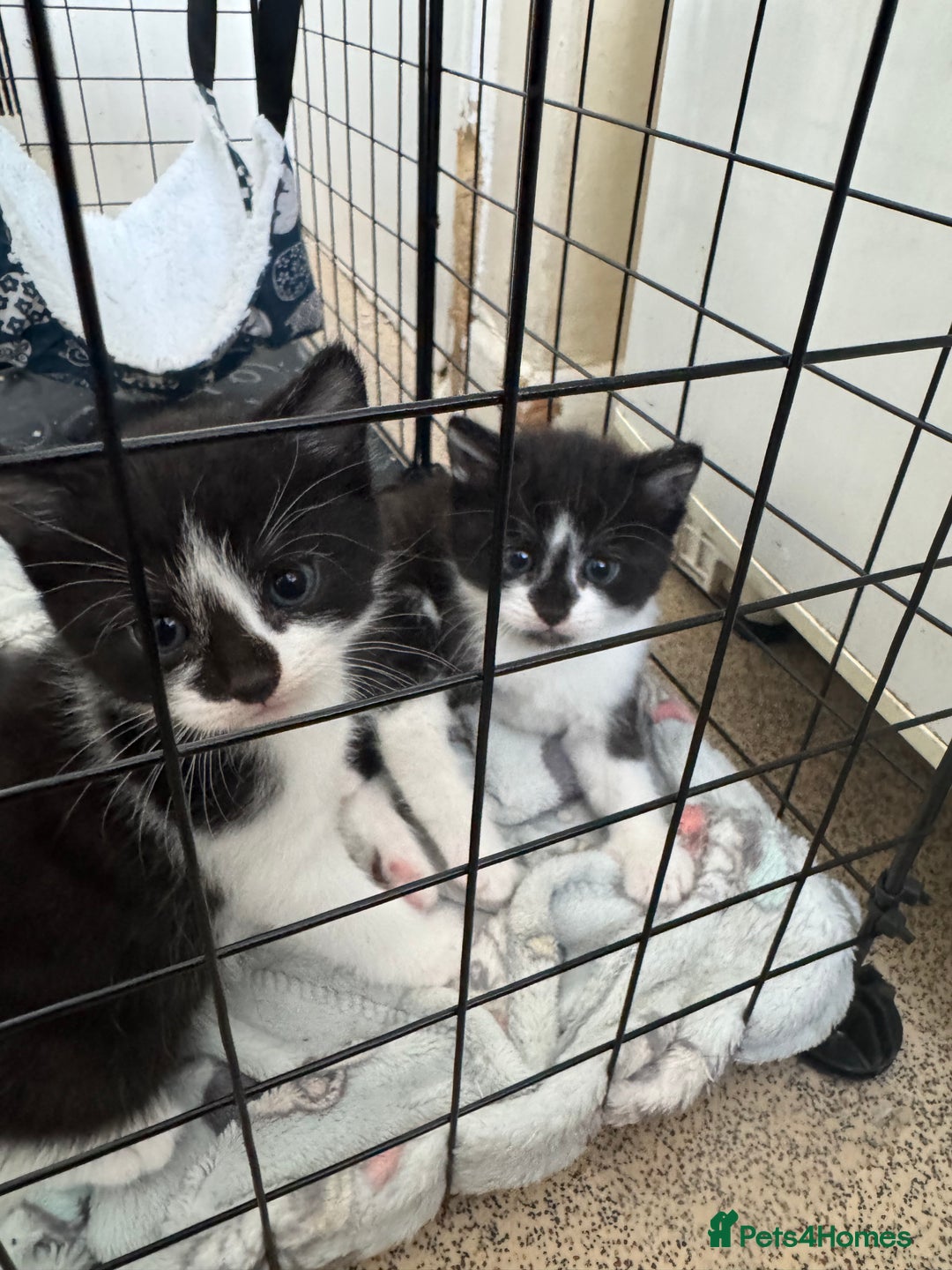 Domestic Shorthair cats for sale: Three black and white kittens - Image 5
