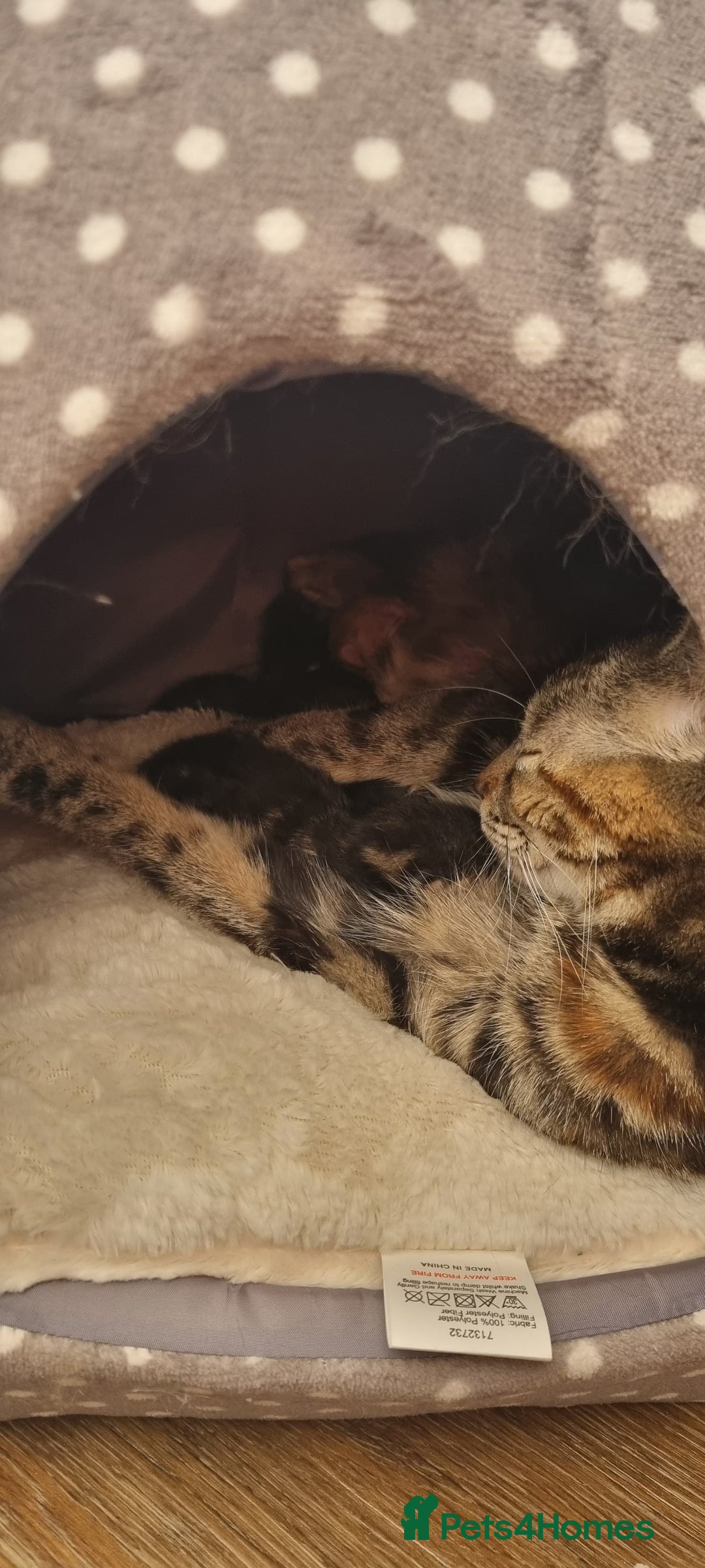 Mixed Breed cats for sale: Female kitten  - Image 5