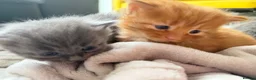 Mixed Breed cats for sale: 6 kittens  - Advert 3
