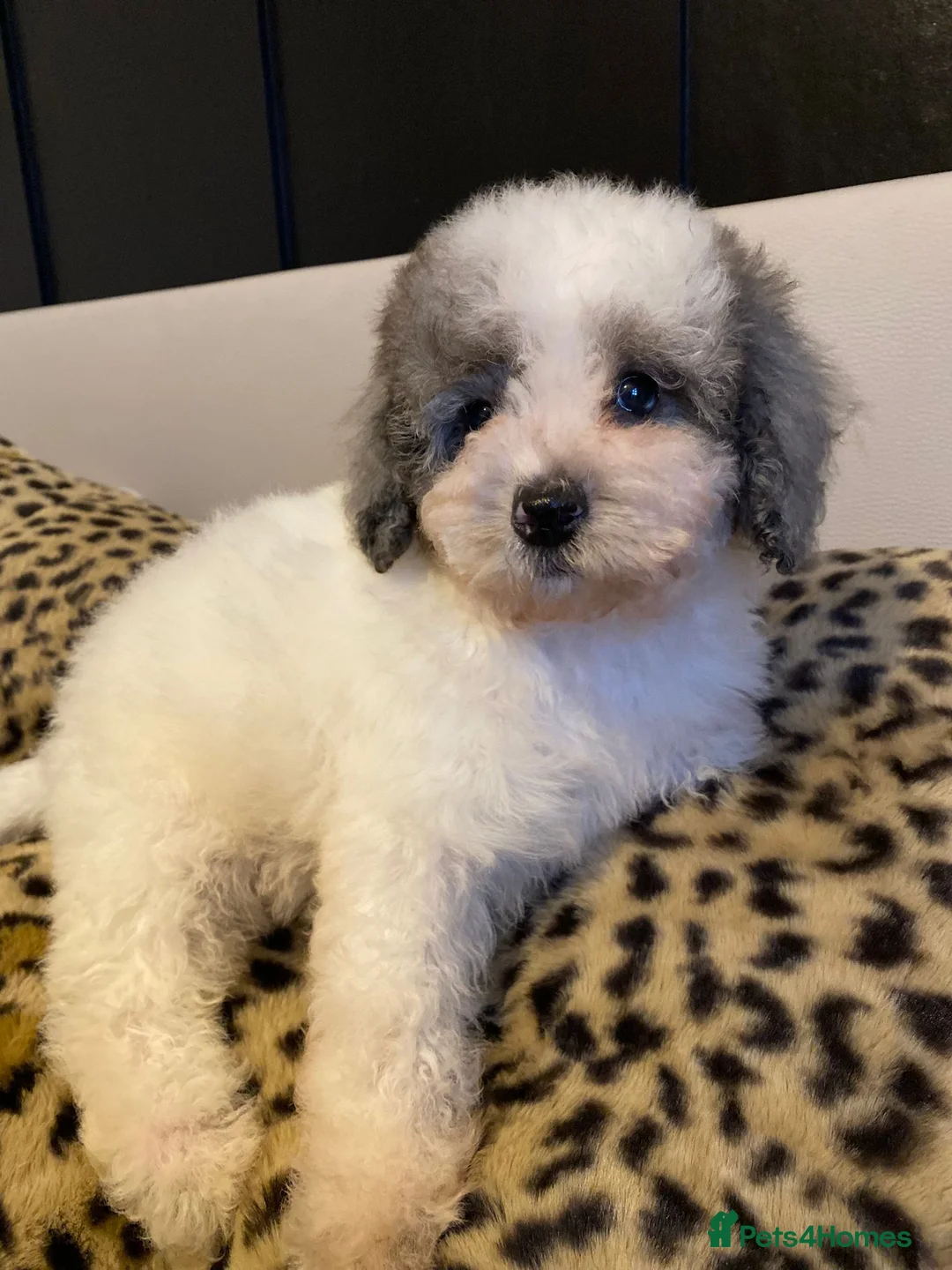 Cavapoo dogs for sale: Beautiful cavapoo puppies ready now - Advert 2