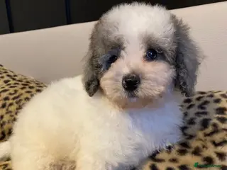 Cavapoo dogs Beautiful cavapoo puppies ready now - Advert 18