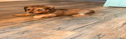 Dachshund dogs for sale: Male Standard longhair dachshund - Advert 13