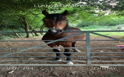 Welsh Section C horses for sale: 5 year old gelding looking for a new home - Advert 1