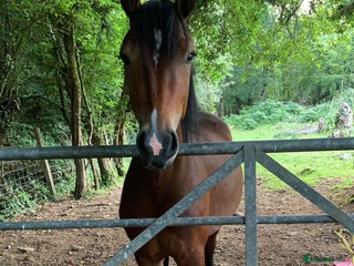 Welsh Section C horses 5 year old gelding looking for a new home - Advert 1