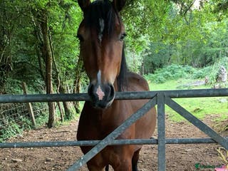 Welsh Section C horses 5 year old gelding looking for a new home - Advert 6