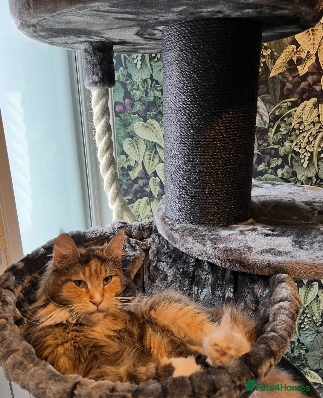 Maine Coon cats for sale: Retiring Queen  - Advert 6