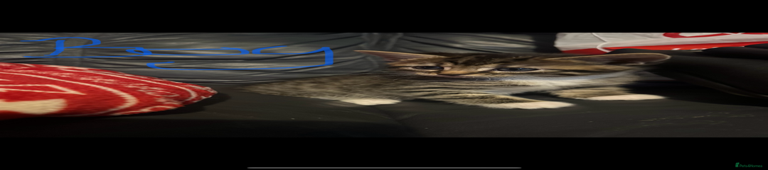 Mixed Breed Kitten 1