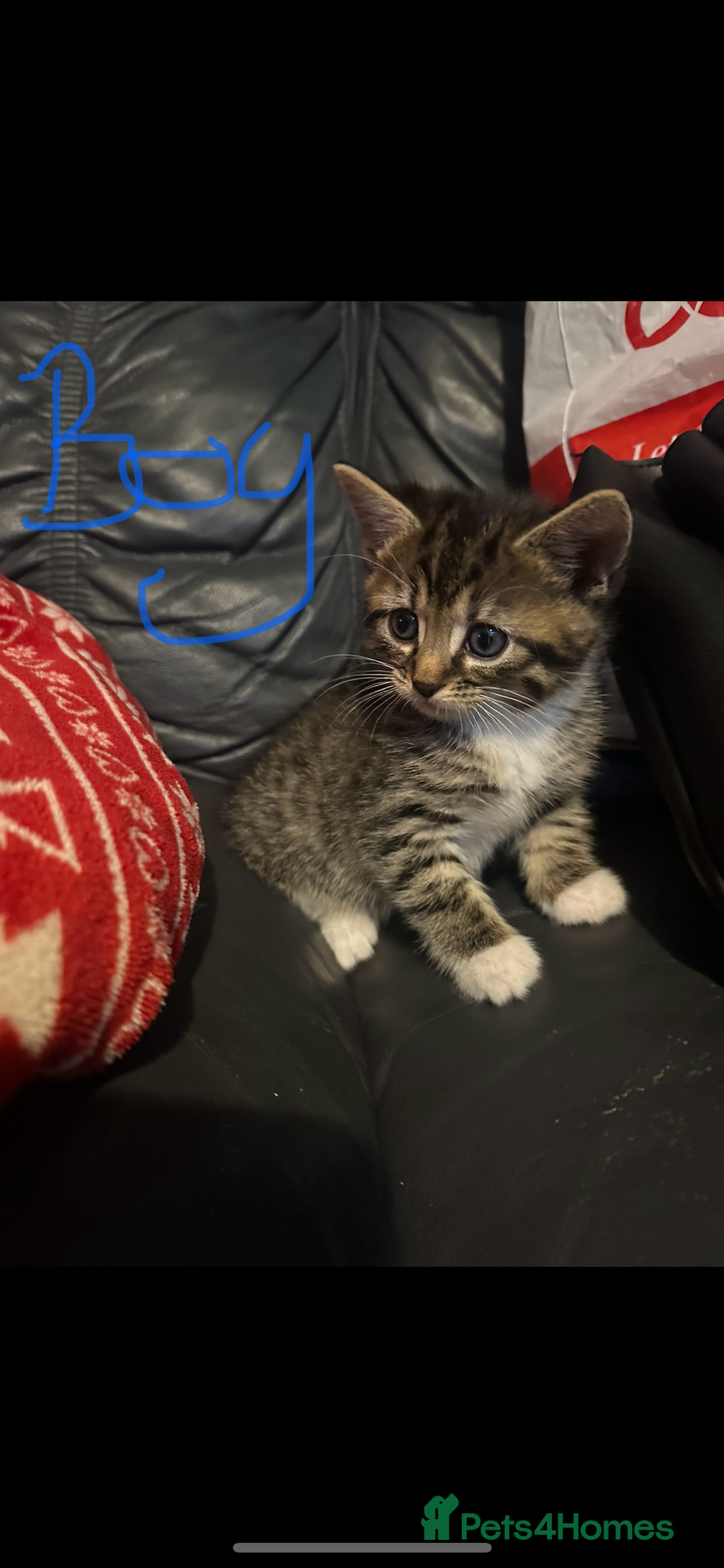 Mixed Breed cats for sale: ✨Adorable Kittens Looking for Their Forever Homes✨ - Advert 5