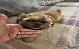 Shih Tzu dogs for sale: Shih tzu puppies  - Image 4