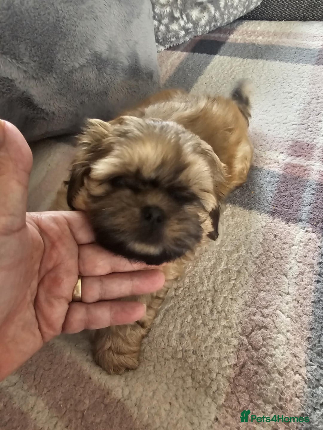 Shih Tzu dogs for sale: Shih tzu puppies  - Image 4