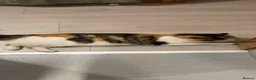 Norwegian Forest Cat cats for sale: 9 weeks old kittens - Advert 2