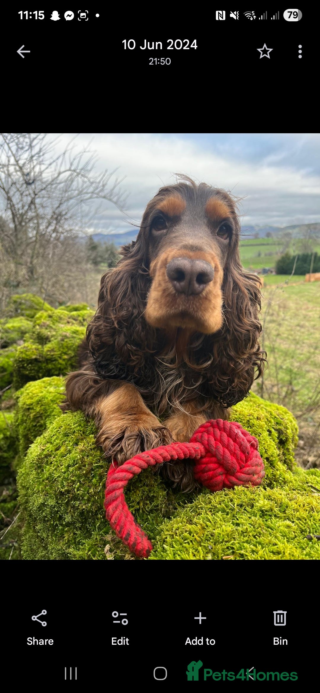 Cocker Spaniel dogs for sale: KC Health tested Golden Show Cocker Spaniel Boy - Advert 7