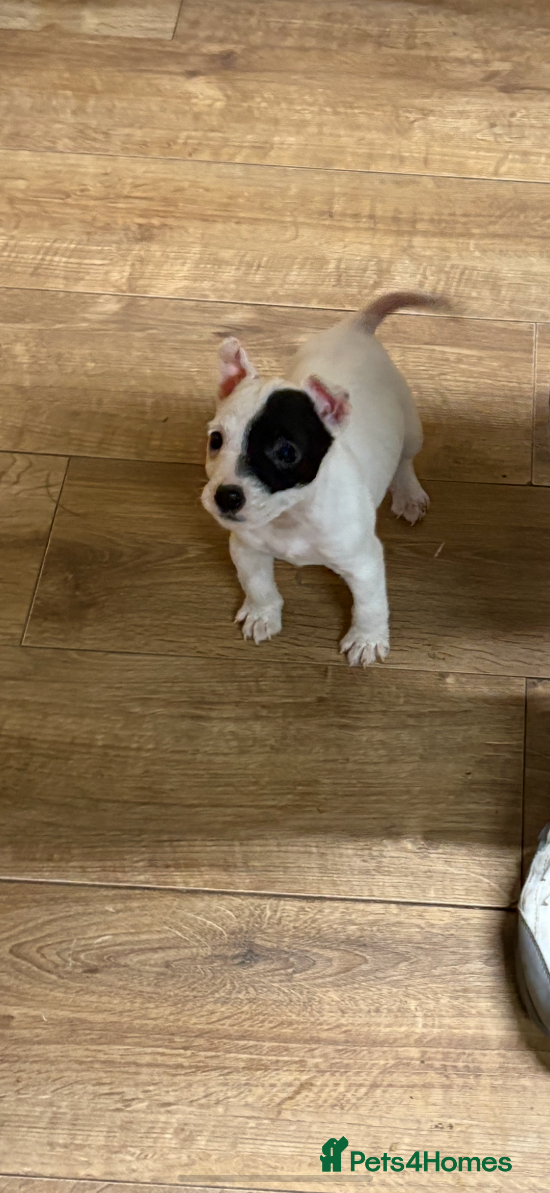 Jack Russell dogs for sale: Lovely jack Russel puppies - Advert 7