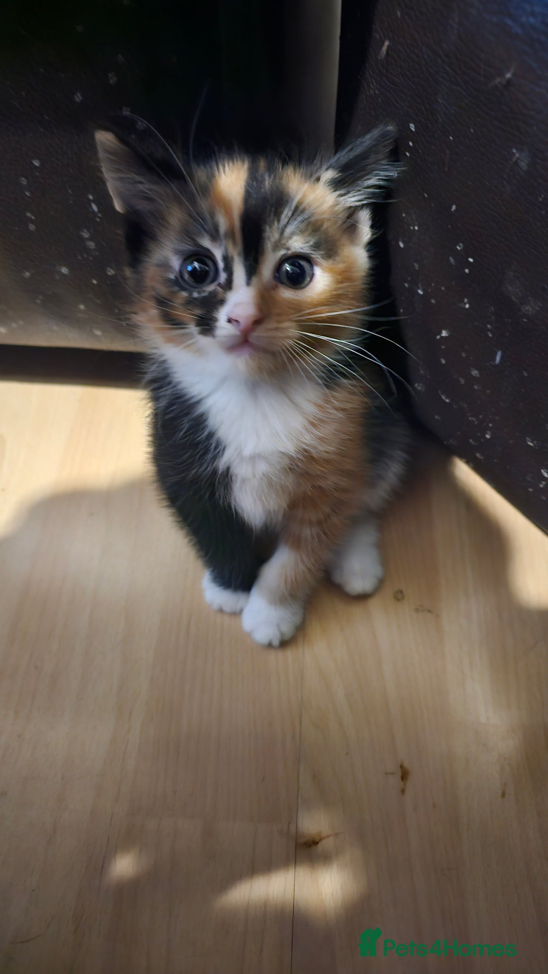Mixed Breed cats for sale: 8week old kittens  - Advert 2