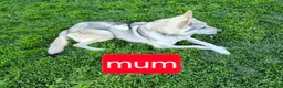 Golden Shepherd dogs for sale: Golden retriever cross German Shepherd puppies - Advert 15