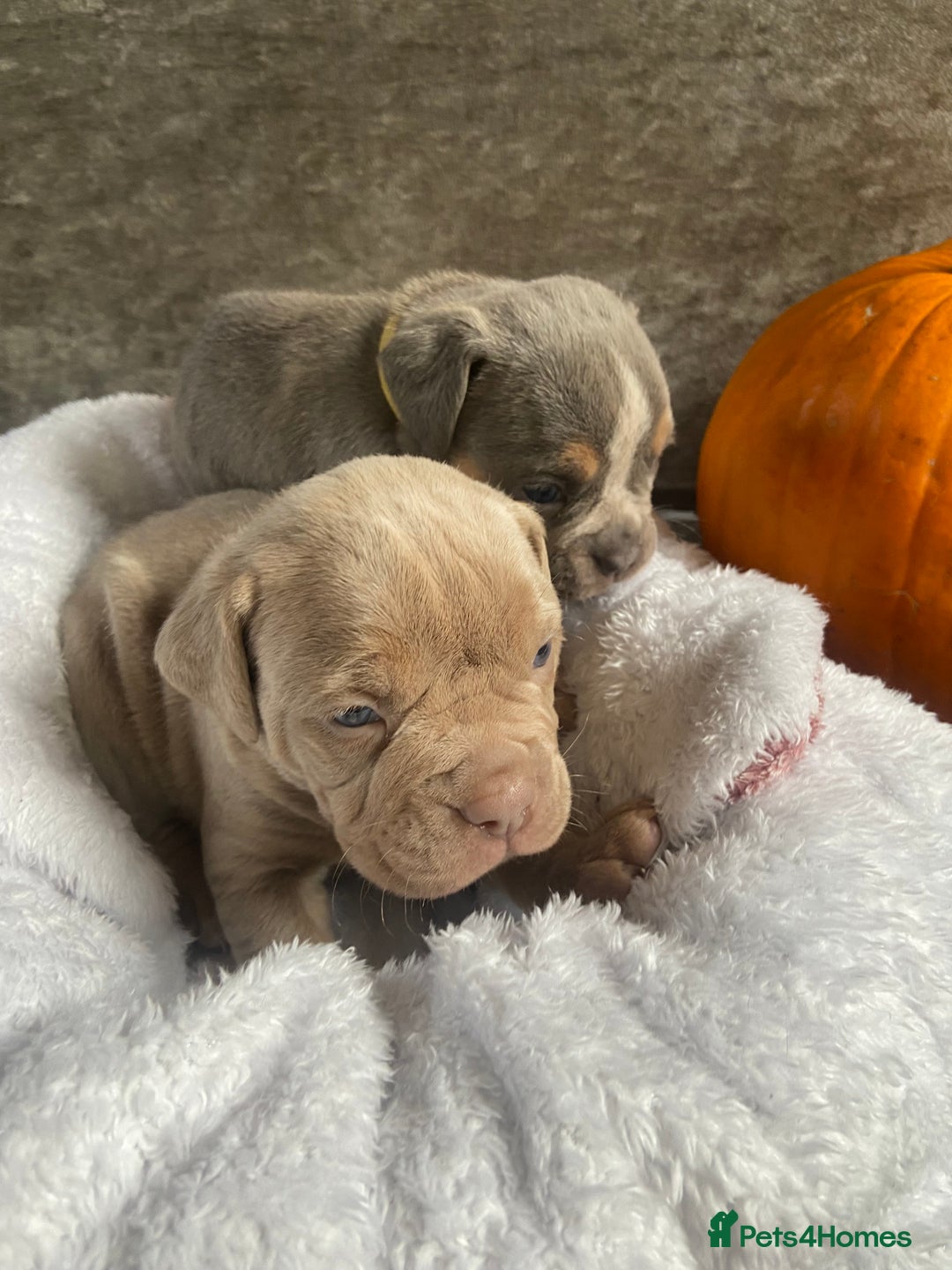 Dorset Olde Tyme Bulldogge dogs for sale: N.E.B.B.R fluffy carriers olde tyme bulldogs - Image 10