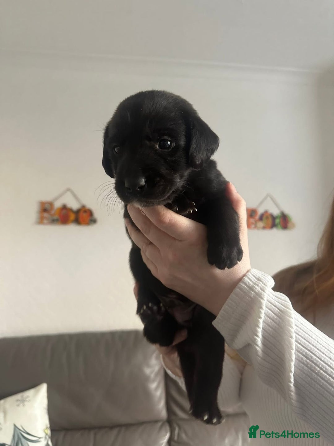 Springador dogs for sale: Labrador puppies - Advert 35
