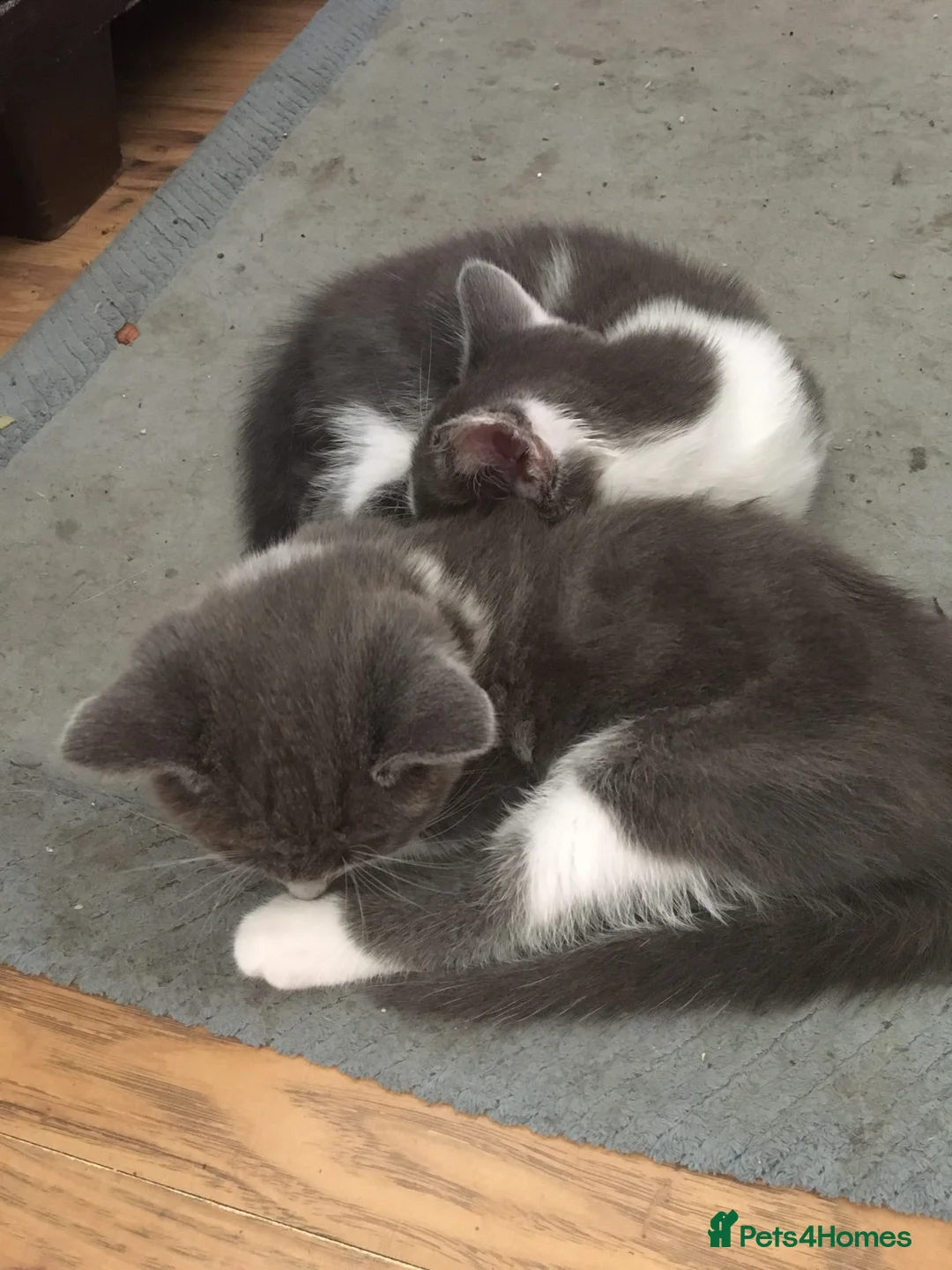 Mixed Breed cats for sale: Kittens for sale  in London - Advert 2