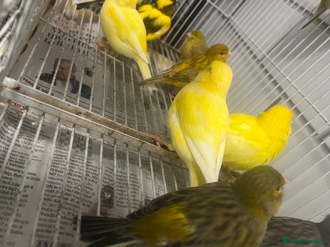 Mixed Breed birds for sale: Canaries, cockatiels budgies - Advert 6