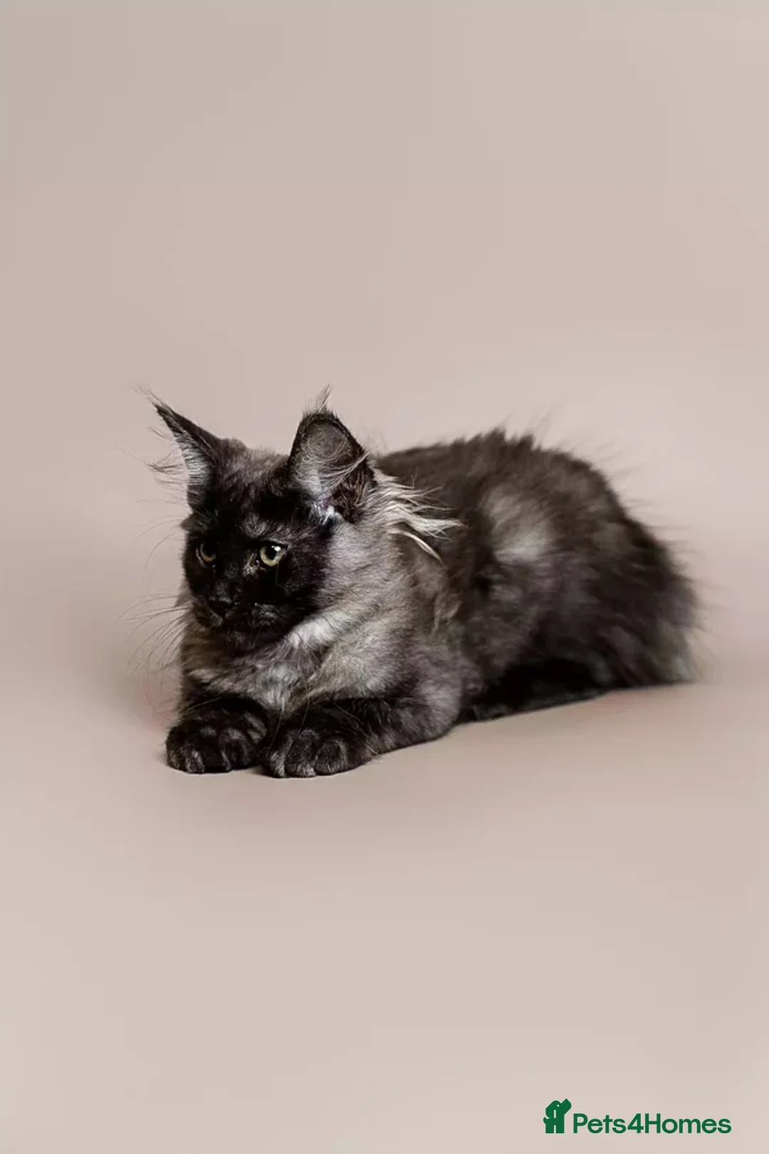 Maine Coon cats for sale: STUNNING GREY MAINCOON KITTEN - Advert 8