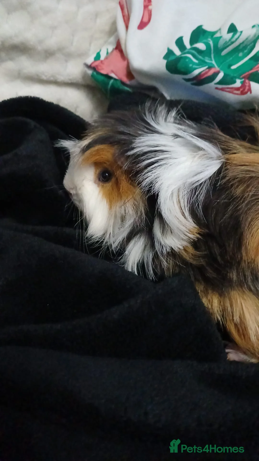 Guinea Pig rodents for sale: Giving away my baby boy  in Orpington - Advert 1