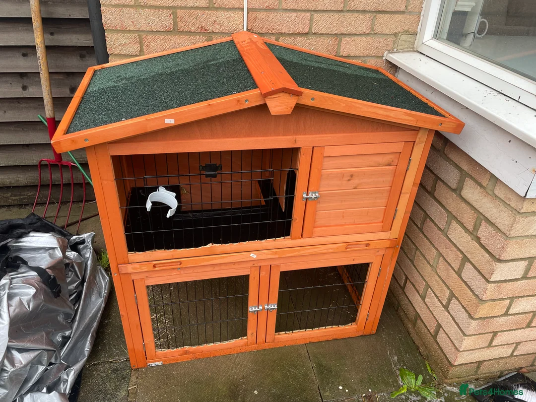 Mini Lop rabbits for sale: 2 rabbits for sale  - Advert 6