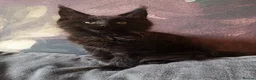 Maine Coon cats for sale: TICA reg HEALTH CHECKED Maine Coons - Advert 17