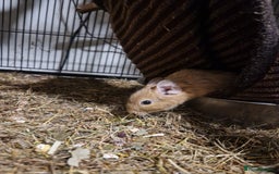 Degus rodents for sale: Female degus (EXCLUDING CAGE) - Image 4
