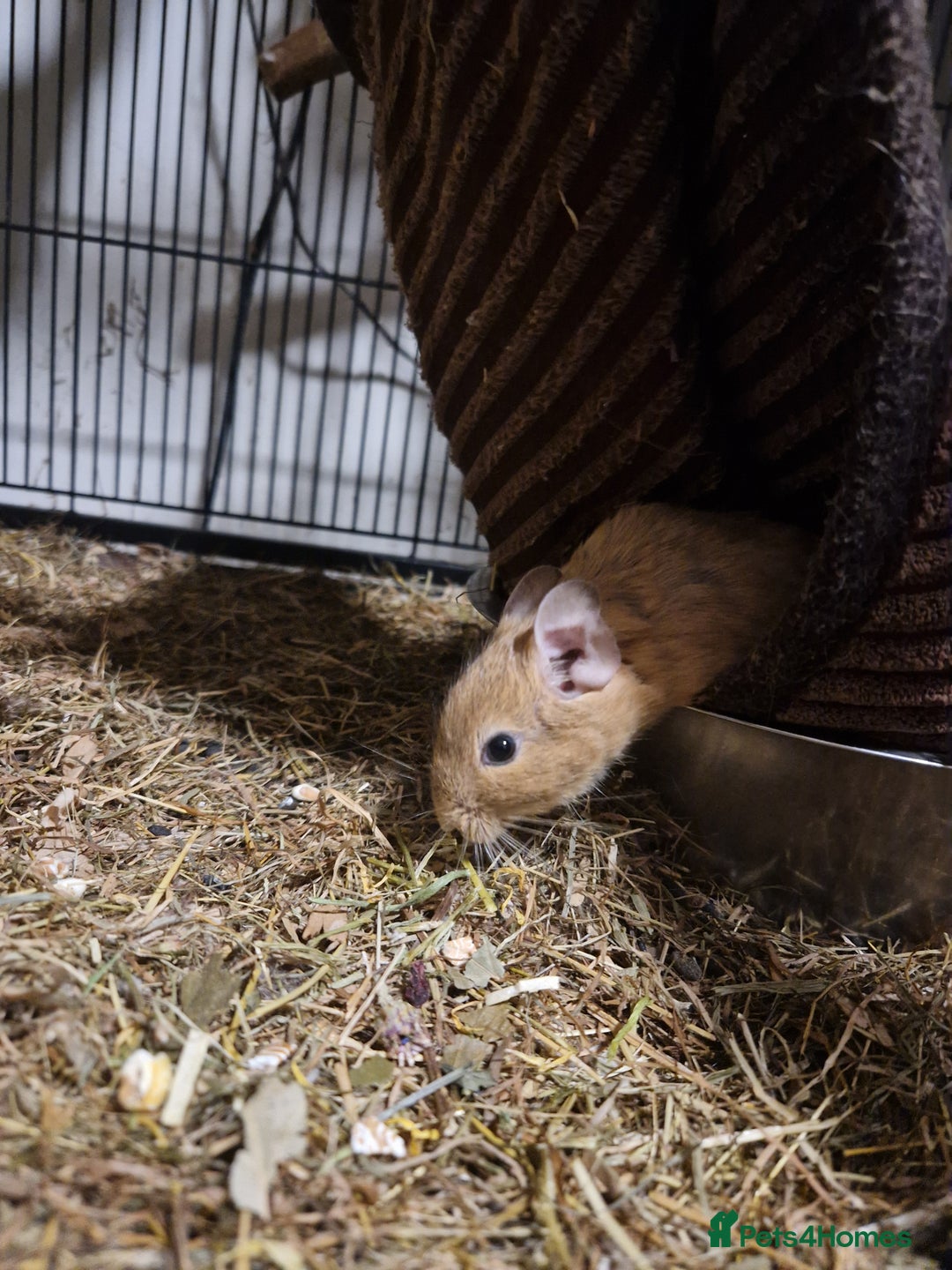 Degus rodents for sale: Female degus (EXCLUDING CAGE) - Image 4