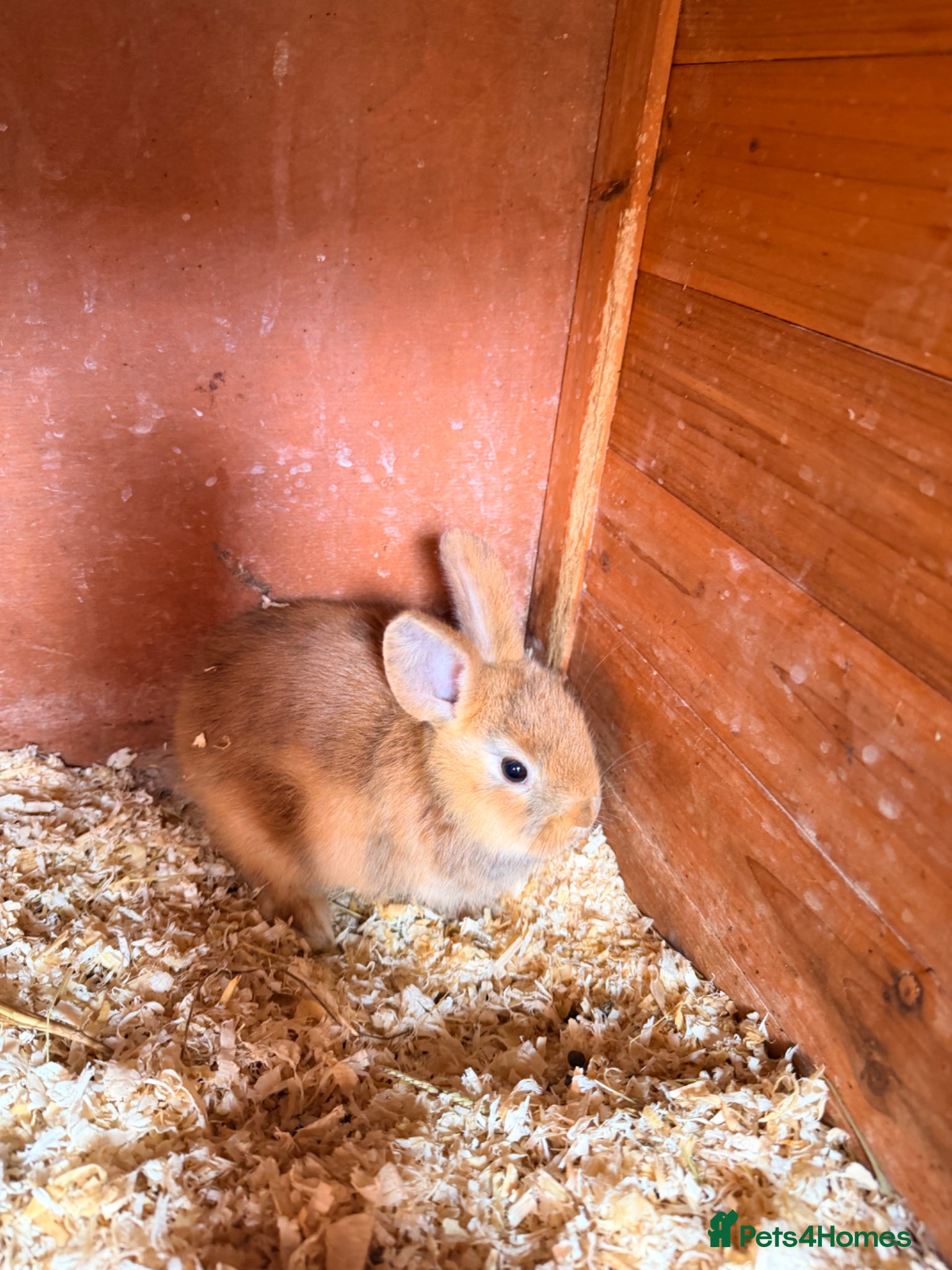 Mixed Breed rabbits Bunnies  - Advert 19