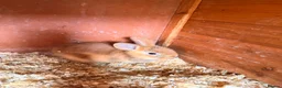 Mixed Breed rabbits for sale: Bunnies  in Newark - Advert 13