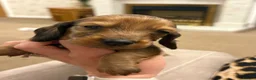 Dachshund dogs for sale: Standard Long Haired Dachshunds - Advert 11