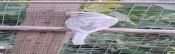 Budgerigars birds for sale: Baby budgies, easily tamed  - Advert 3