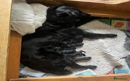 Flat coated Retriever dogs for sale: Flat Coated Retriever Puppies - Image 8